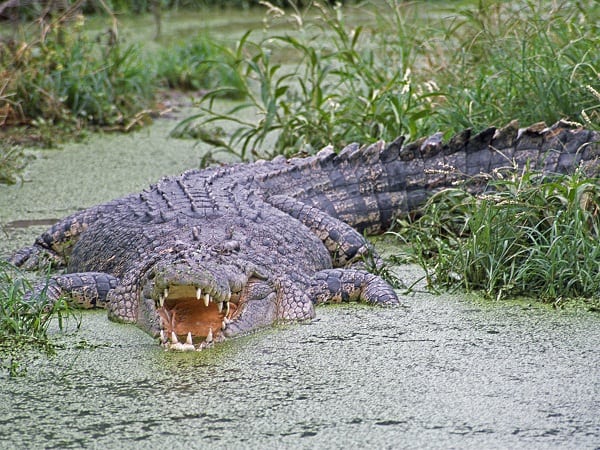 Saltwater Crocodile - Crocodylus porosus - Carnivora