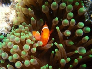 Anenome Fish - J. Thorsborne