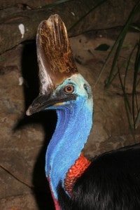 Cassowary9