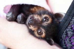 Baby spectacled flying fox Photo:Dave Pinson