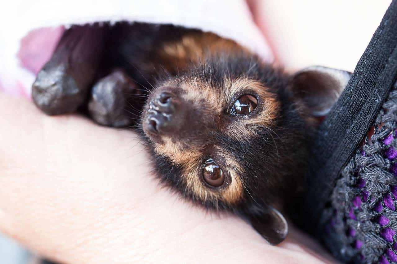 cute baby fruit bat