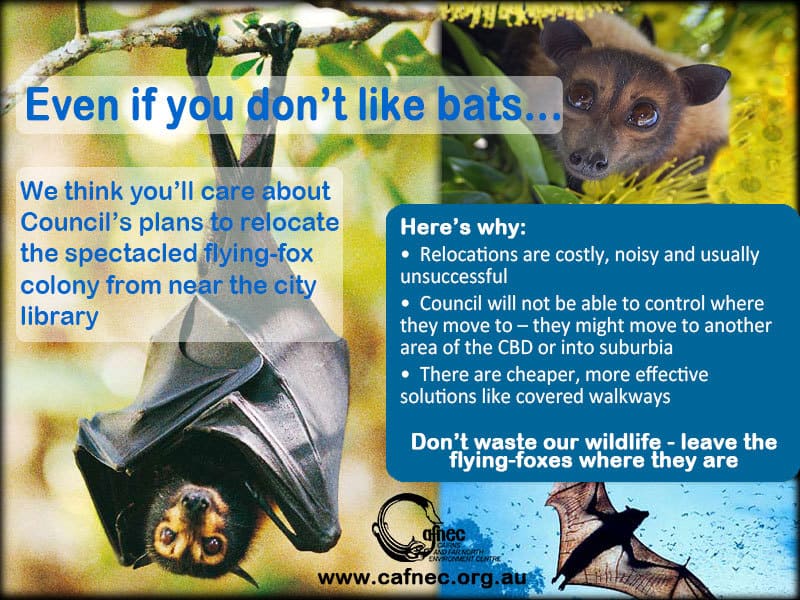 Cairns flying-fox dispersal: wasting money and ignoring advice