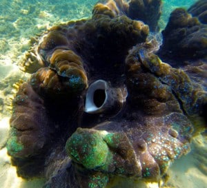 Giant Clam, Great Barrier Reef. Photo (c) Josh Coates