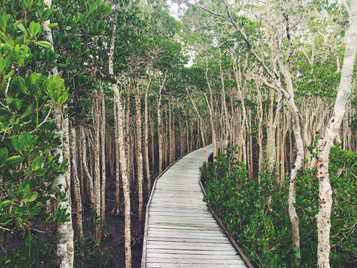 Take Action: Jack Barnes Mangrove Boardwalk