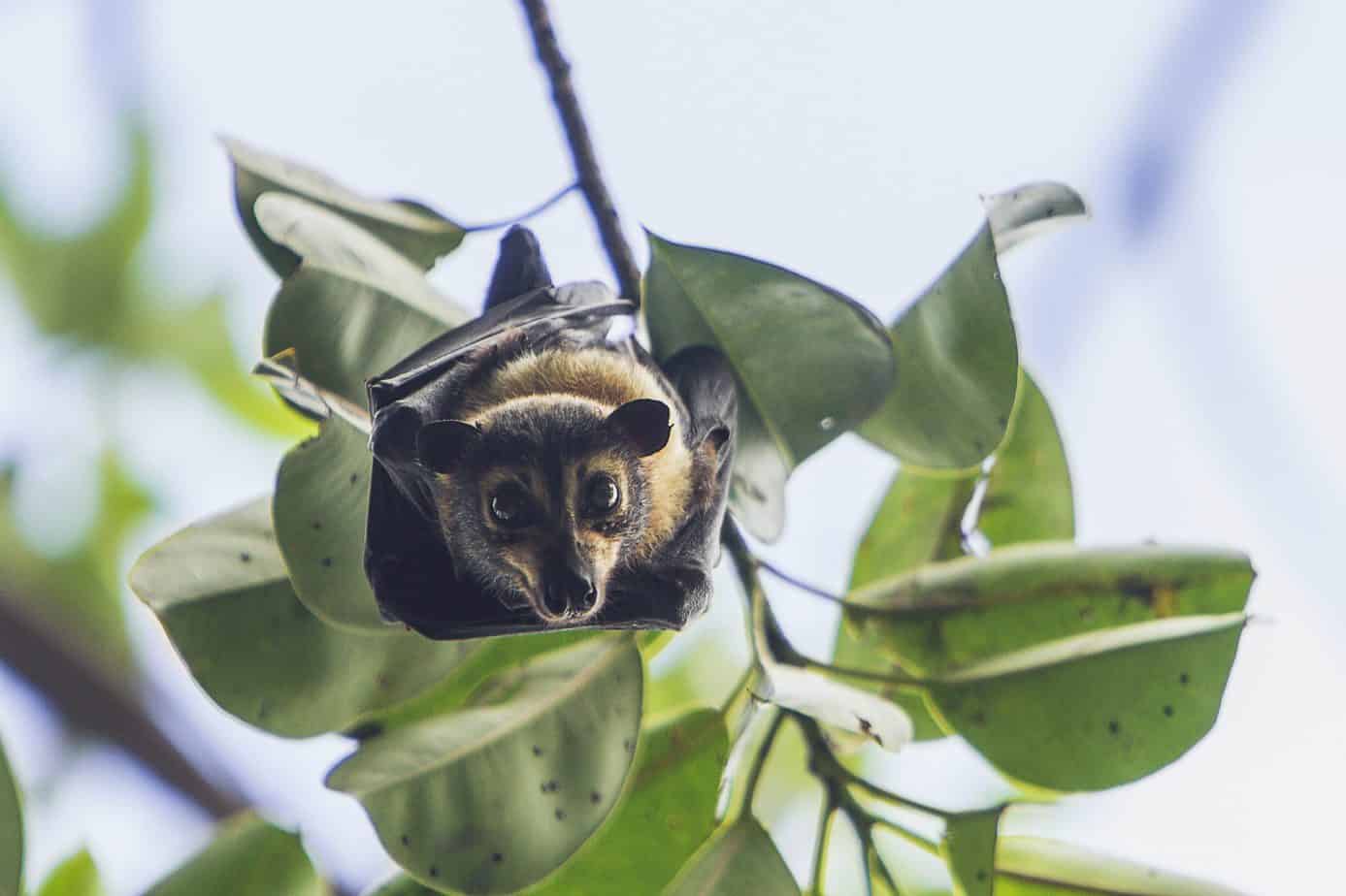 spectacled flying fox