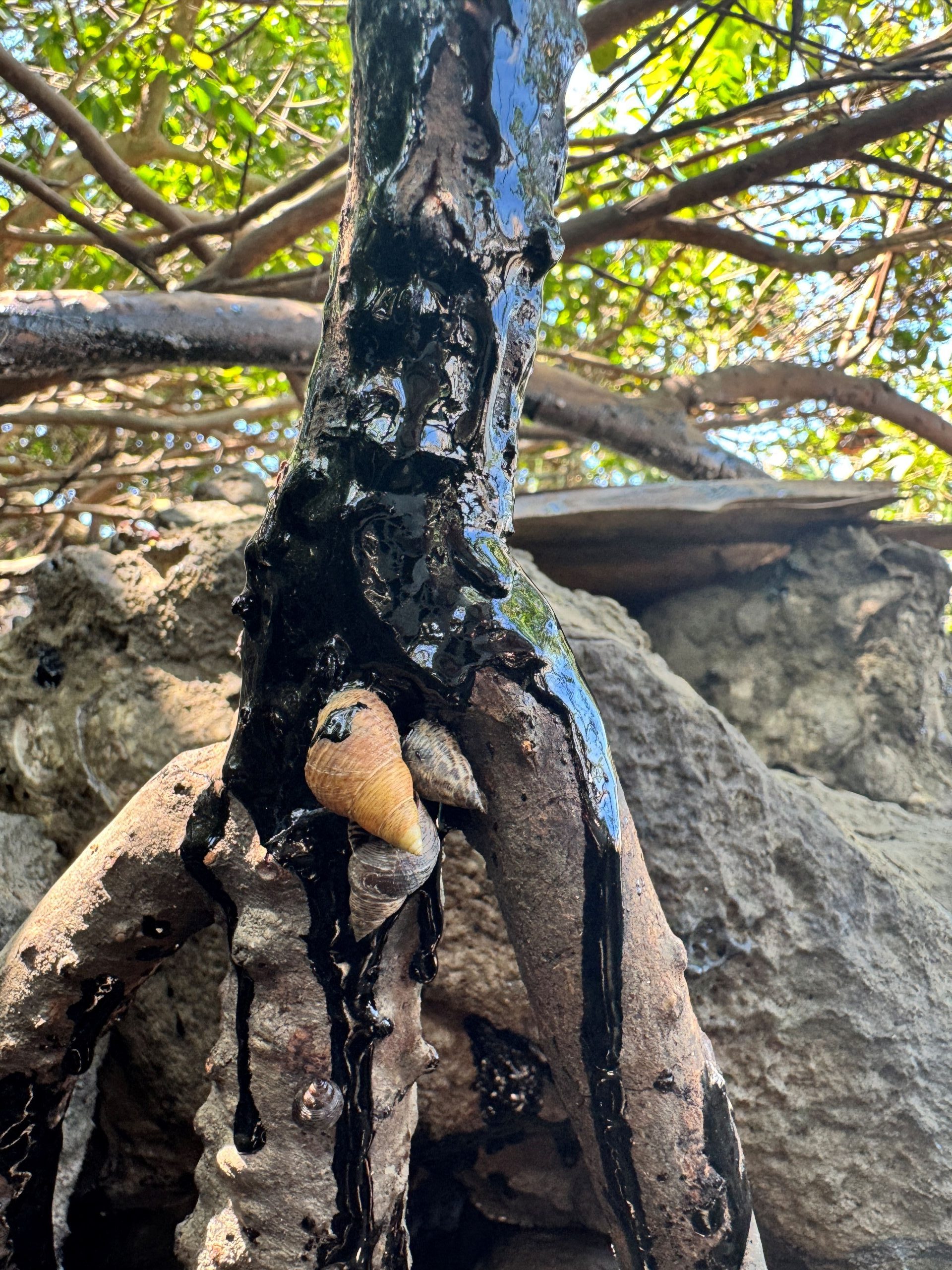 Bitumen and Kerosene Spill - Trinity Inlet - CAFNEC